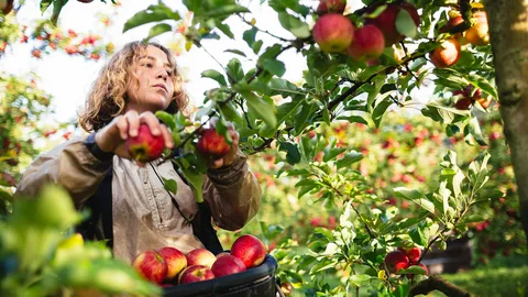 Fruit Picker Jobs in Canada with Visa Sponsorship