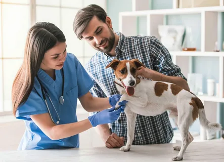 A Guide to Securing Veterinary Jobs in USA for Foreigners